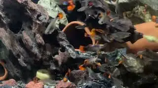 Guppy Red Tuxedo