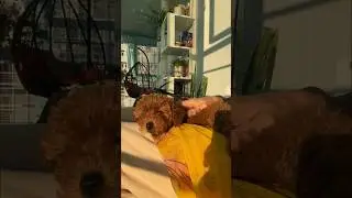 Боня-босс🐾