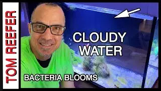 Reef Tank Bacteria Bloom - WHAT THE FO HAPPENED GUYS?