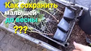 Как СОХРАНИТЬ, утеплить молодые кустики голубики до ВЕСНЫ???