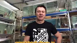 Aquarists of Russia Протока для трубочника.
