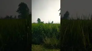 a mammi sun #trendingshorts #village #viralvideo 🔥🔥👿👿
