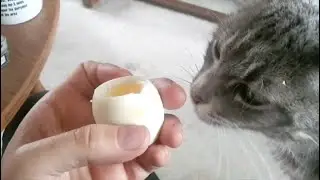 Random: The Cat Who Peels Eggs