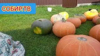 Собираем Урожай 01.09.2024 год