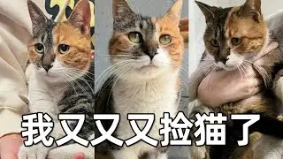 流浪貓滾地賣萌求收養，小姐姐不忍拒絕撿回家，沒想到乖到離譜｜李喜猫