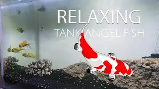 Angel Koi Fish Tank Relaxing