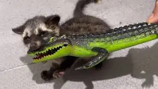 Enaknya Musang Pandan Ekor Putih Main Buaya Buayaan