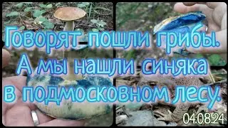 Говорят пошли грибы. Тихая охота 04.08.24. Мы нашли синяка в подмосковном лесу.