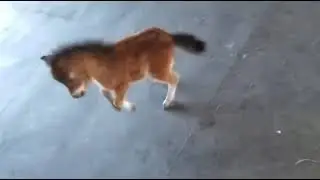 Baby miniature horse chasing you (goofy sfx)