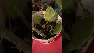 Кактус Опунция👍 Кактус Опунция имеет очень много полезных свойств, одно из основных- похудение.💯