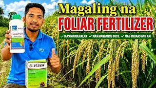 PAMPASIBOL NG BINHING PALAY para maiwasan ang Poor Germination | Rice Seed Treatment | Leili2000