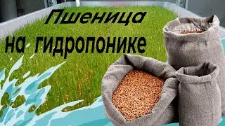 Биогумус. Вермигрунт. Пшеница на гидропонике.