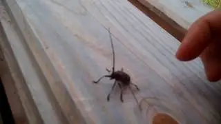 Жук-осач, древосек - вредитель дерева! beetle mustache