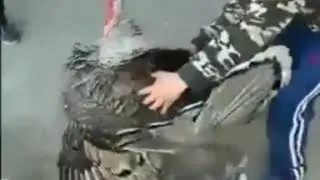 Индюк танцует лезгинку...