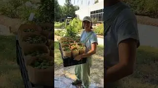 🍻Hop Harvest. 