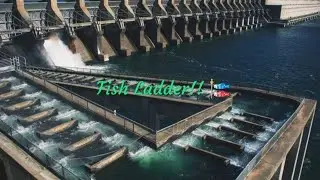 Fish Ladder!!