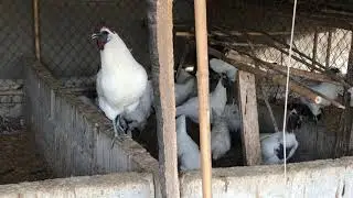 Happy family chickens