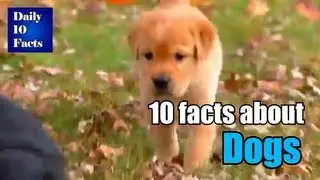 10 facts about Dogs