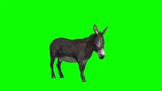 Donkey Eating Green Screen | Green Screen Donkey | Green BackGround Screen (No Copyright)