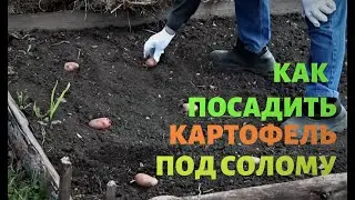 Как посадить картофель под солому