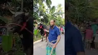 নাটোরের তুফান এখন ঢাকায়  Natore's Tufan is now in Dhaka গরুর হাট।