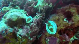 Napoleon Reef + Lhosfushi Channel