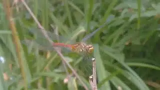 Мир насекомых.Стрекоза.