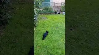 the hunt #shorts #hunter #dog #chicken #lol #cool #sub