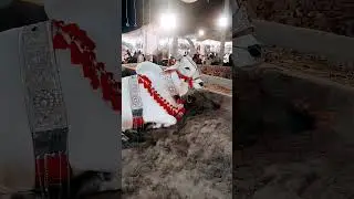 Ma Sha Allah Heavy Bull 🐂 || Eid Ul Adha 2024 #cow #bull #cowmandi #cowvideo #viral #shorts