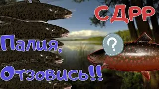 По следам палии. Куорь / Со дна Русской рыбалки. ( Russian Fishing 4/Русская рыбалка 4 )