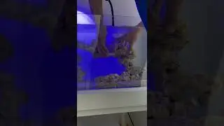 Ganti sceaping emang boleh? reeftank#newreeftank #diyreeftank #aquariumairlaut