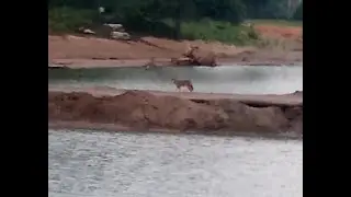 Coyote in Chicago no.1 | North Pond Restoration Project in Lincoln Park  (Summer 2022)