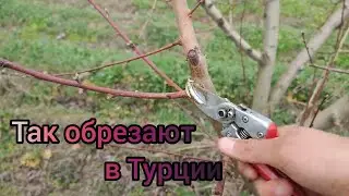 Обрезка Персика