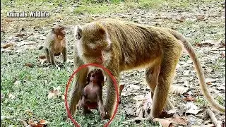 Amari busy find food forget to give milk to baby, Lori upsad mom