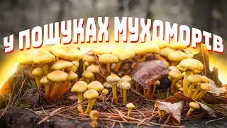 ФОТО - ПОЛЮВАННЯ НА ГРИБИ