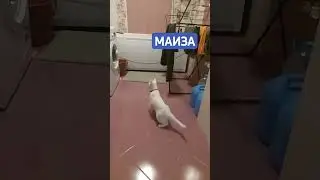 Маиза и стиральная машина 