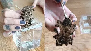 Impaction | what happened to my RAREST tarantula?