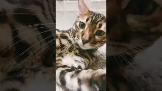 #шайлушай