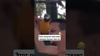 самый музыкальный попугай (идея не моя)  #shortsvideo #shorts #shortsviral #shortstrend #ара #жако