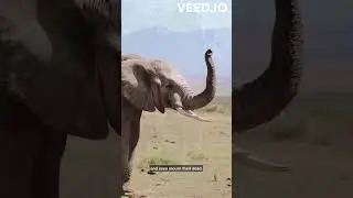 African elephants have remarkable intelligence and can recognize themselves in mirrors