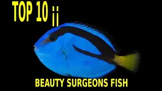 🐠🐟TOP 10 MOST BEAUTY SURGEONS FISH FOR YOU AQUARIUM💓🐠🐟