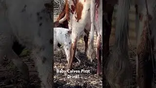 Newborn calf’s first drink #calf #cow #farming #homestead