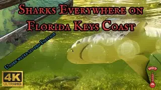 Is The 101 Degree Warm Water Temp Causing Florida Shark Attacks? Must See Underwater Footage #shark