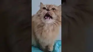Hey 😼😂