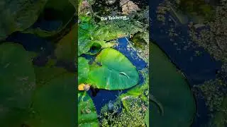 Die Teichrose | Nuphar lutea aktuell ( Mai) in der Gärtnerei. #teichpflanze #teichrose #gartenteich