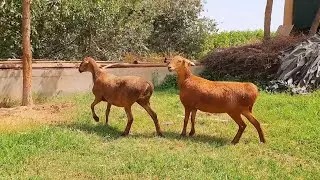 Elite Hissar sheep and ram | Oveja y carnero Elite Hissar