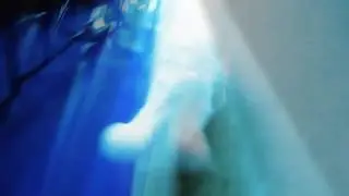 Кошка демонстрирует походку, взгляд. Няшное видео