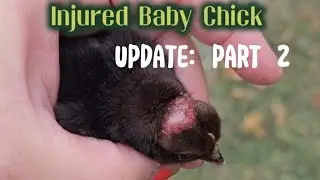 Update: Part 2 How Is The Scalped Chick Doing?