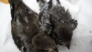 Птенцы стрижей
