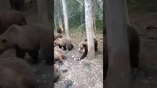 Hundreds of bears approached people in search of food.